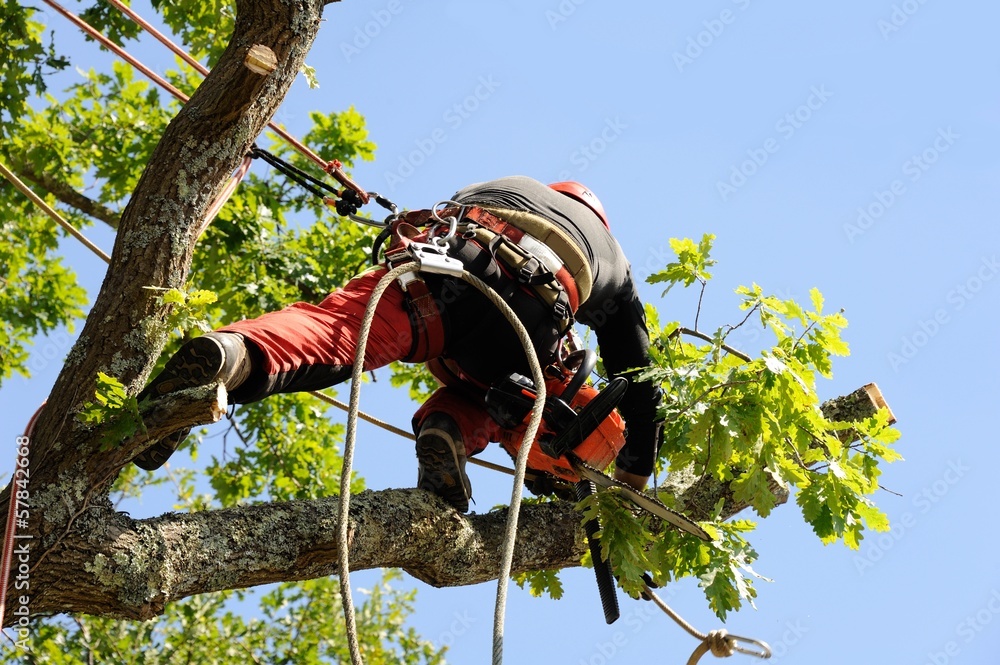 Tree Trimming-Removal