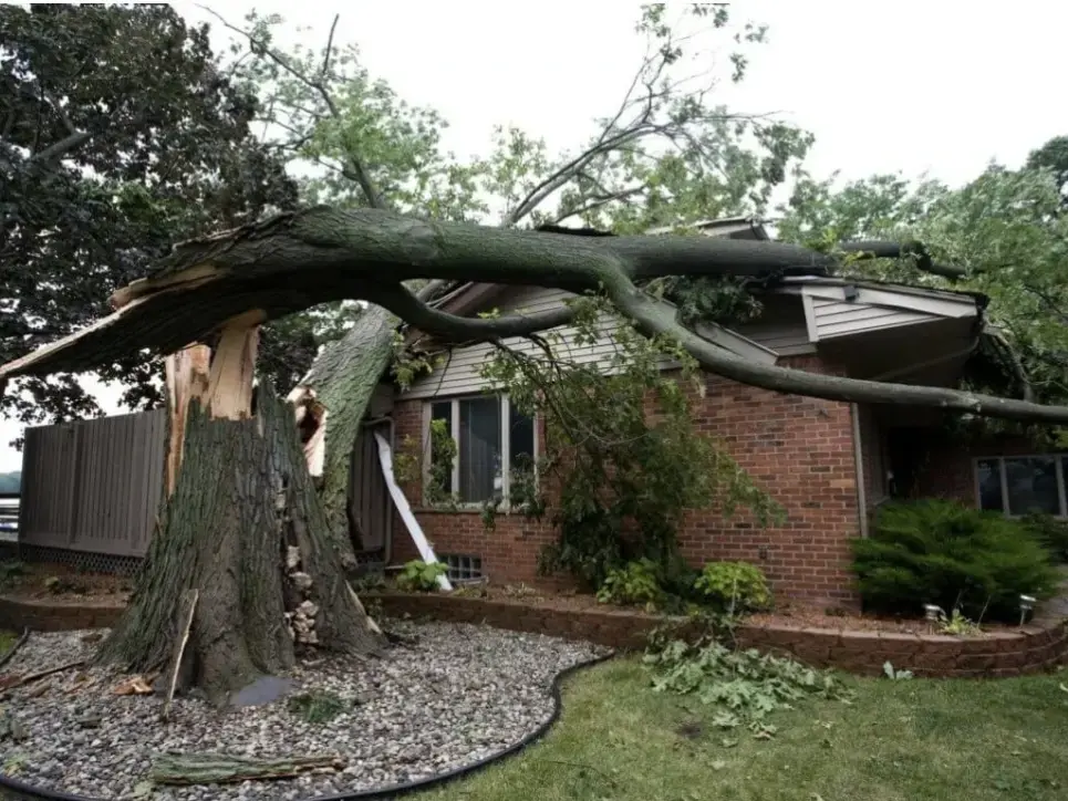 Tampa Tampa Storm Damage Cleanup Services