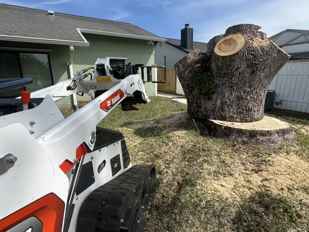 Tampa Tampa Stump Grinding Services